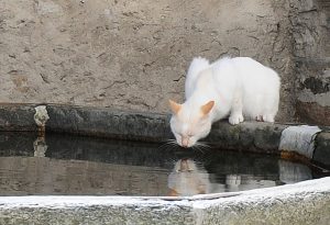 Katzen putzen sich meist selbst so gut, dass sie gar keine Seife brauchen.