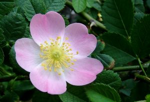 Blüte der Wildrosensorte "Rosa canina". [1]