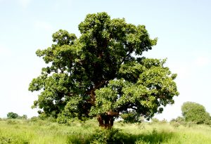 Ein Shea-oder Karitébaum. Er wächst in einem schmalen Gürtel südlich der Sahara und wird bis zu 300 Jahre alt.